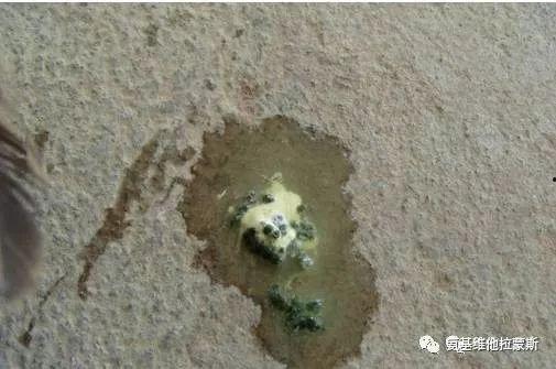 国产粪交排泄在线观看