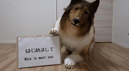 亚洲国产母狗在线成,亚洲国产母狗在线生成技术揭秘