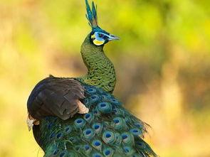 国产孔雀洗澡视频在线看,高清视频带你领略自然之美