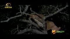 国产花豹视频在线播放