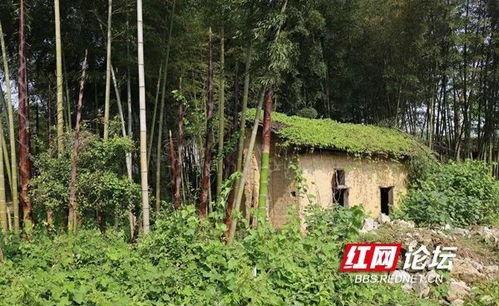 国产老汉竹林在线看,老汉竹林，穿越时光的田园牧歌