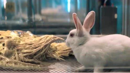 兔子在线视频资源国产,兔子在线视频资源，引领国产影视新潮流