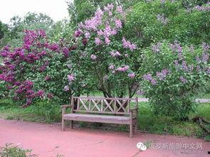 六月丁香综合国产在线,国产在线影视的璀璨星河